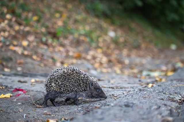 連因傷倒下 連因傷倒下